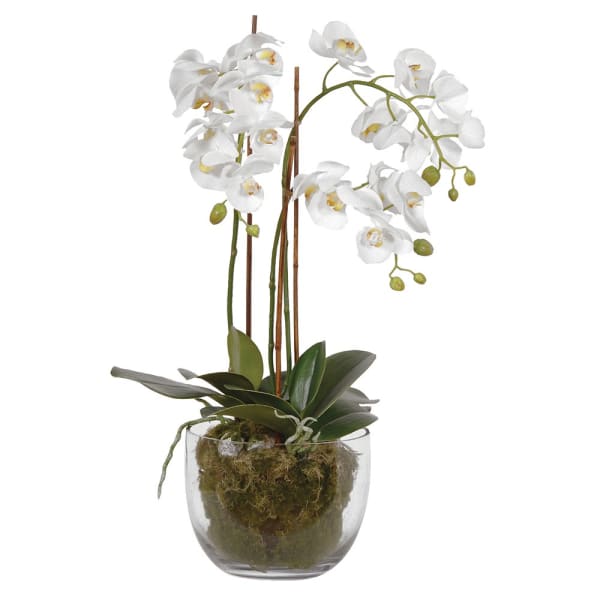 white glass plant pot White Orchid with Moss in Glass Pot – Lifestyle Home by Lifestyle Interiors