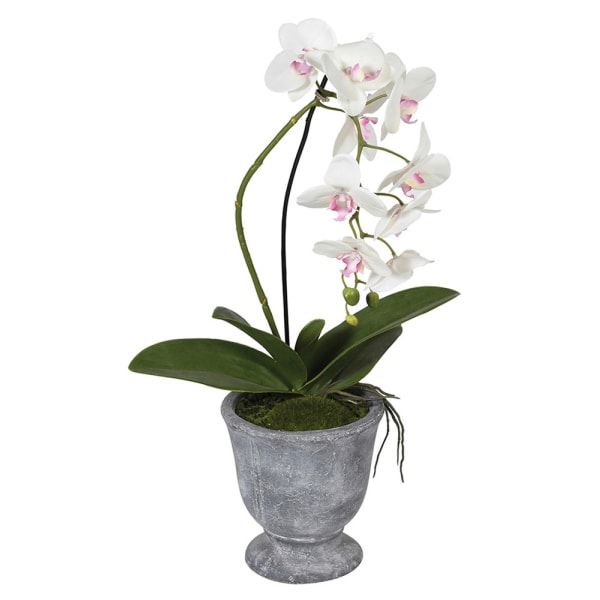 clay pots for orchid plants Orchid in Clay Pot – Lifestyle Home by Lifestyle Interiors